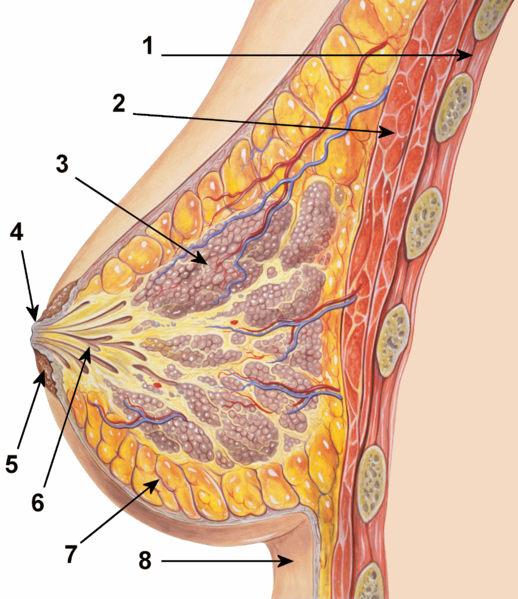 breast-anatomy[1]